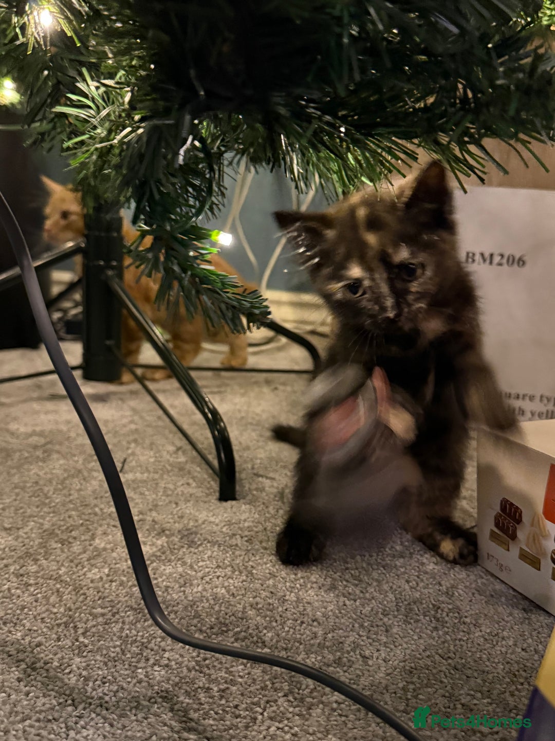 Mixed Breed cats for sale: 4 Gorgeous babies looking for their forever homes  - Advert 2