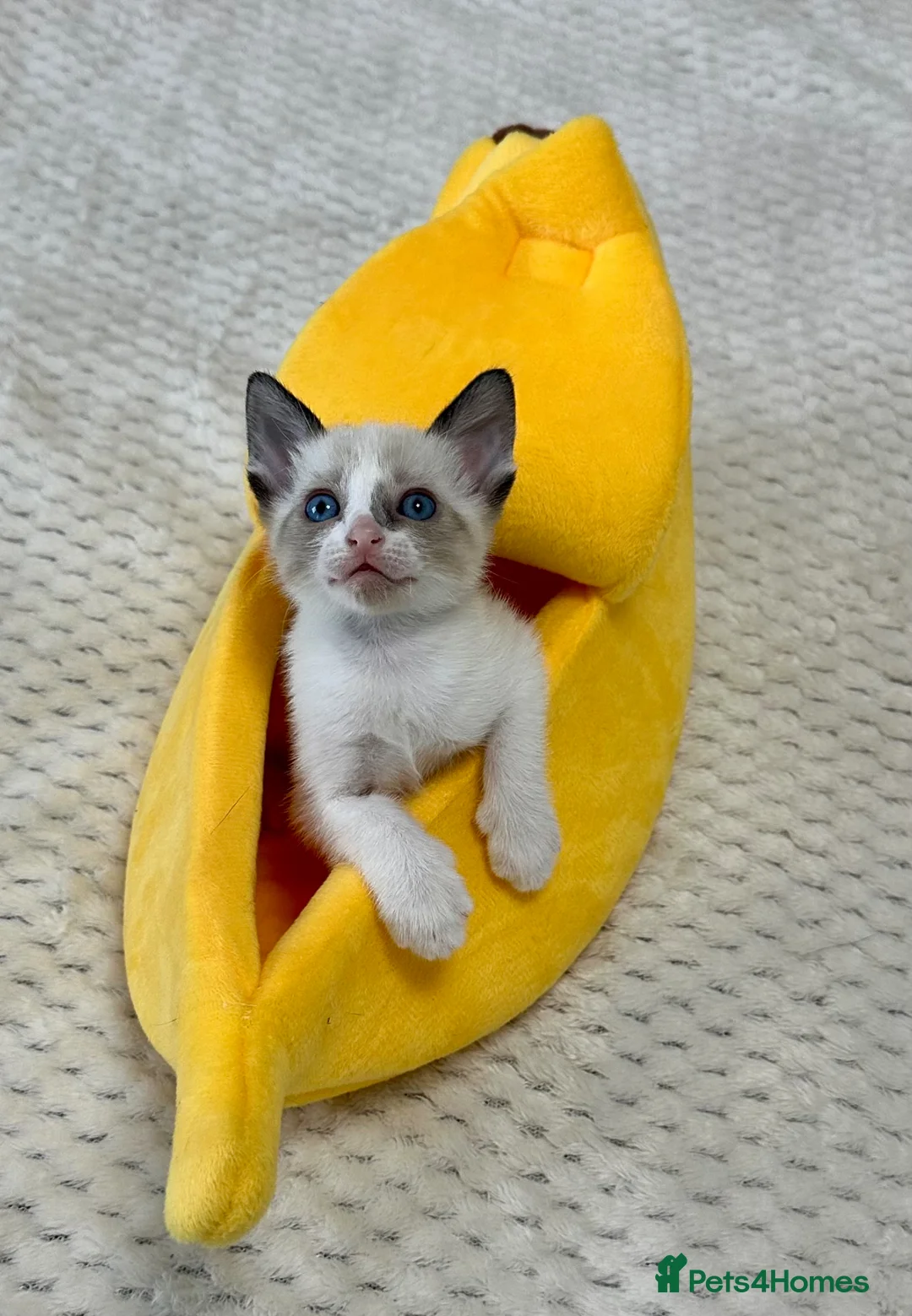 Cornish Rex cats for sale: Beautiful Kittens – Ready for reservation now  🐾 - Advert 2