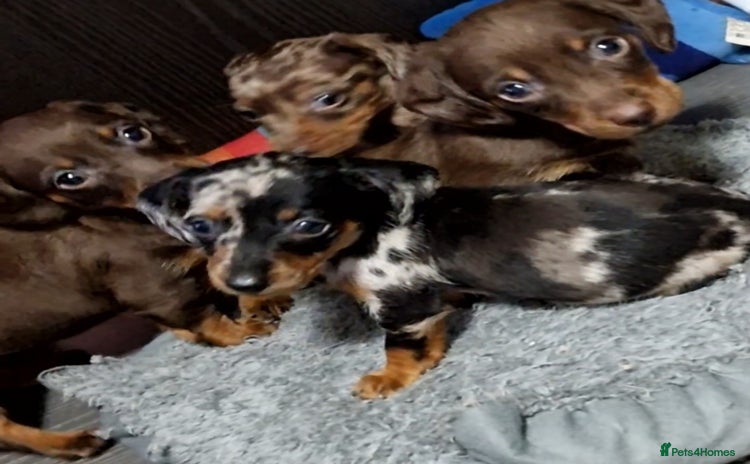 Dachshund dogs - Advert 16