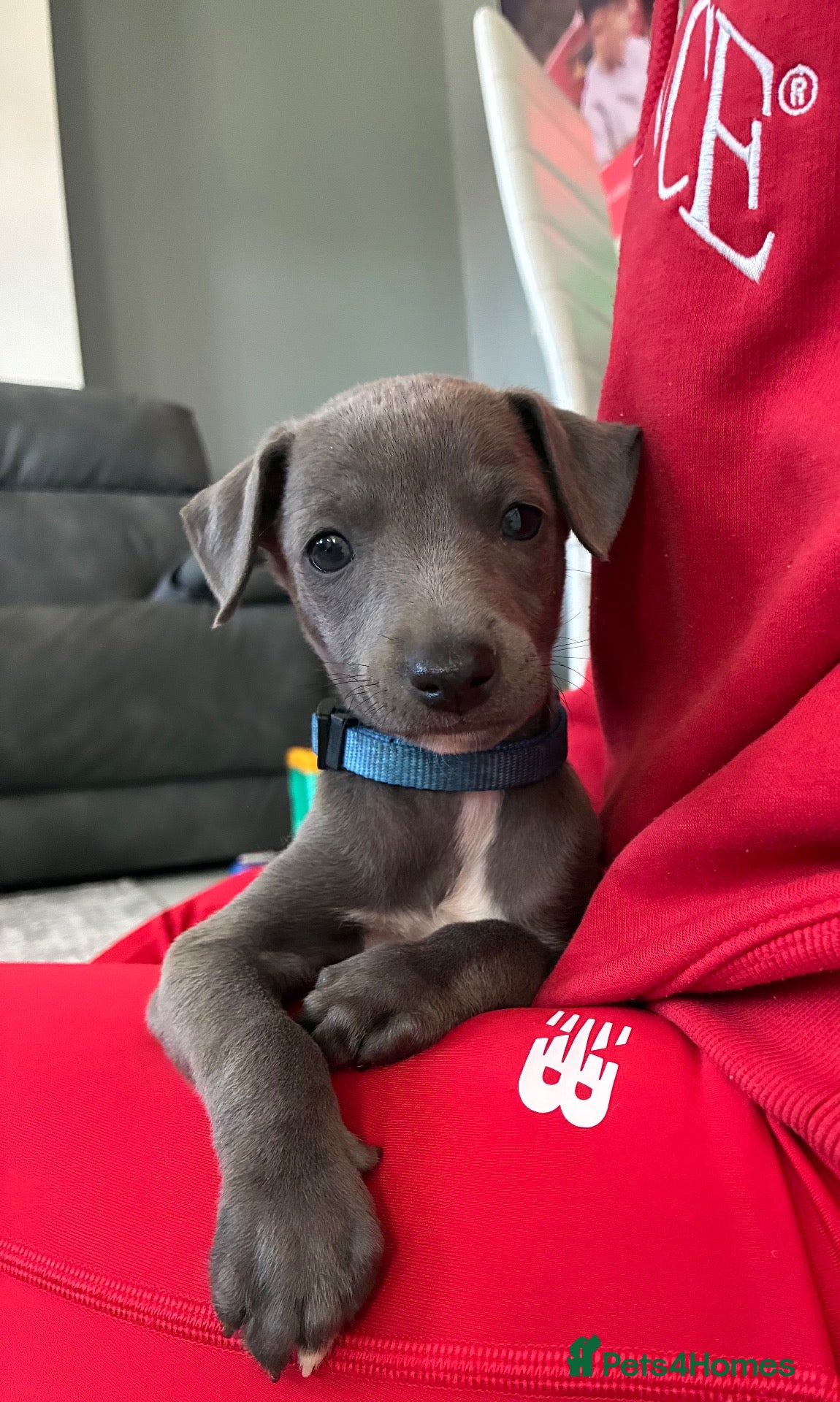 Whippet dogs blue whippets💙 1 boy left  - Advert 2