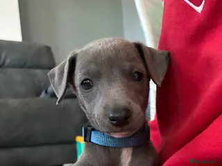 Whippet dogs blue whippets💙 1 boy left - Advert 2