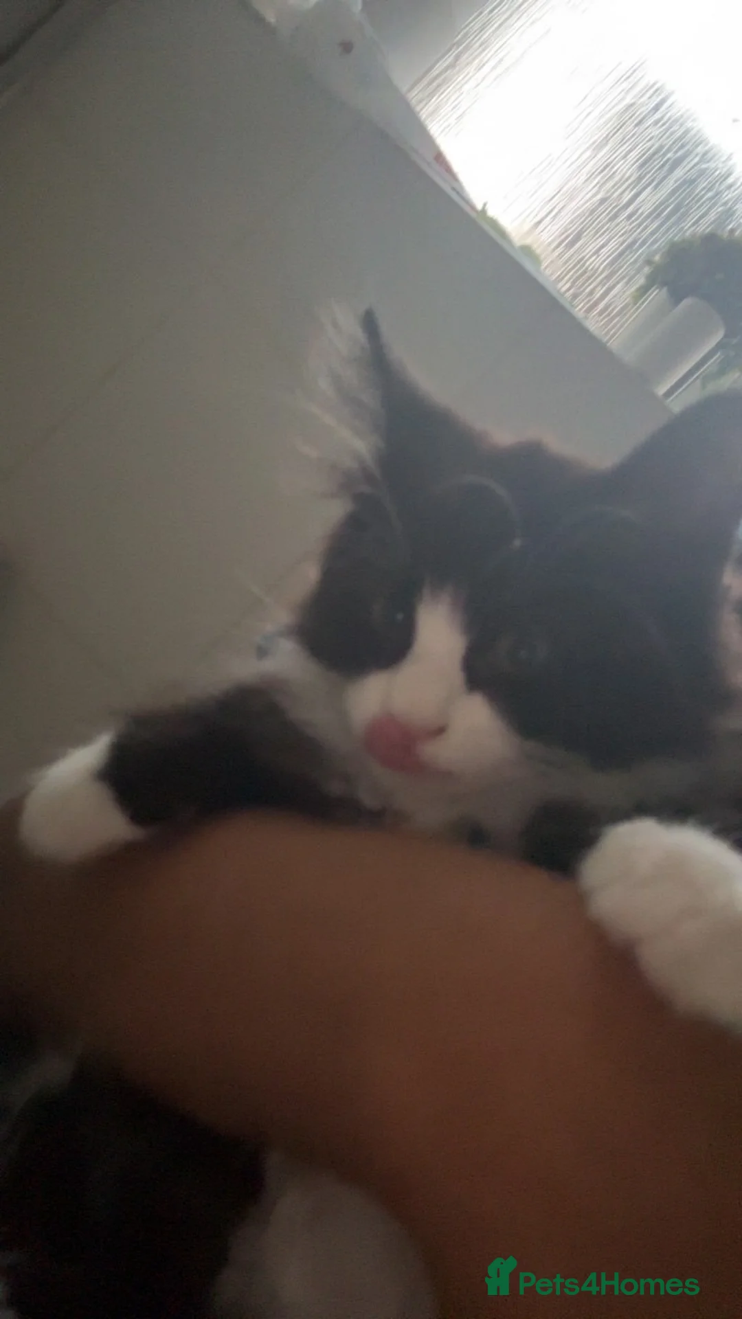 Mixed Breed cats for sale: kitten for sale - Advert 2