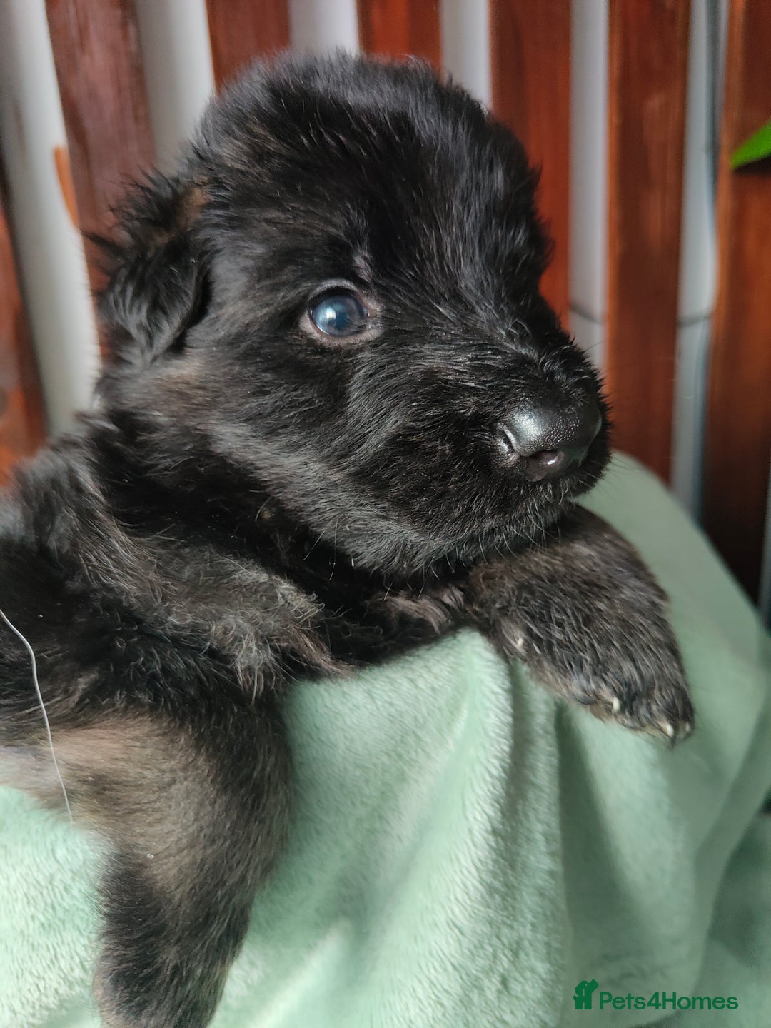 German Shepherd dogs for sale: German shepard puppies for sale - Image 7
