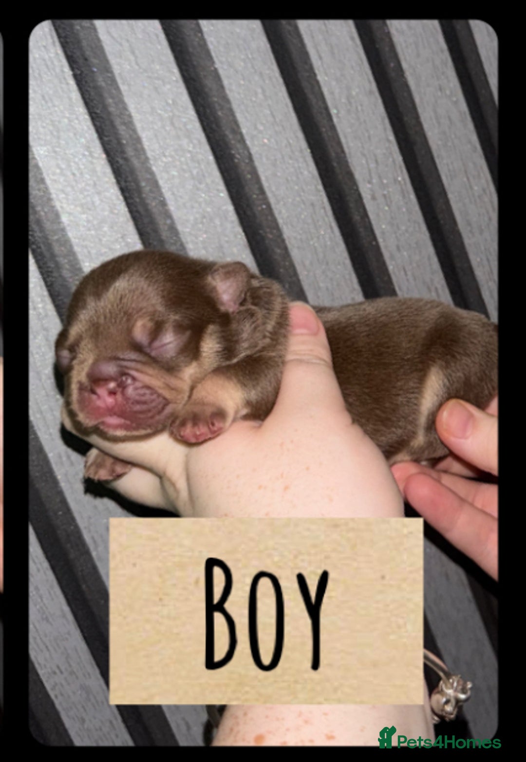 French Bulldog dogs for sale: Frenchie litter - Image 6