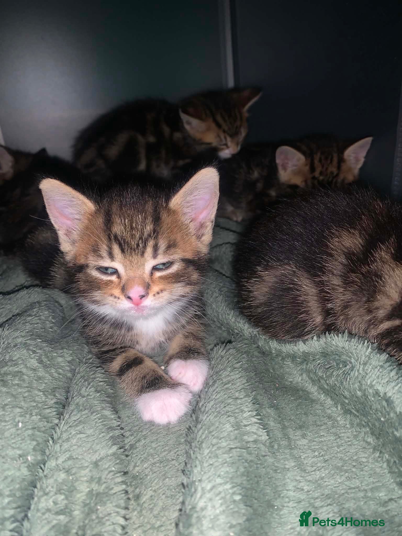 Mixed Breed cats Mixed Breed Classic Tabby Kittens  - Advert 1