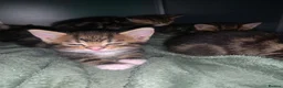 Mixed Breed cats for sale: Mixed Breed Classic Tabby Kittens  in Gainsborough - Advert 1