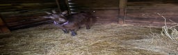 Goats livestock for sale: Flock of Pigmy goats for sale - Advert 7