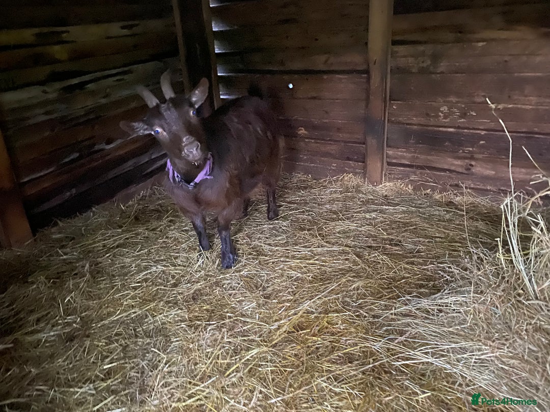 Goats livestock for sale: Flock of Pigmy goats for sale - Advert 7