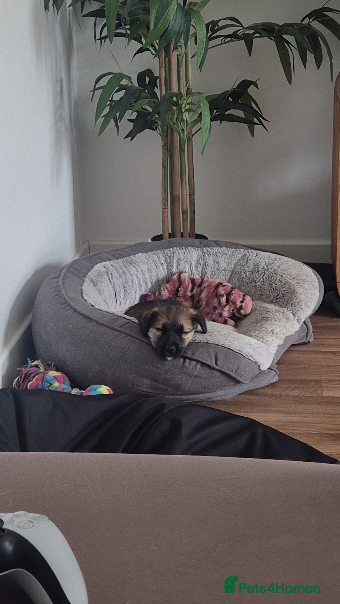 Mixed Breed dogs Heartbreaking Rehome - Advert 2