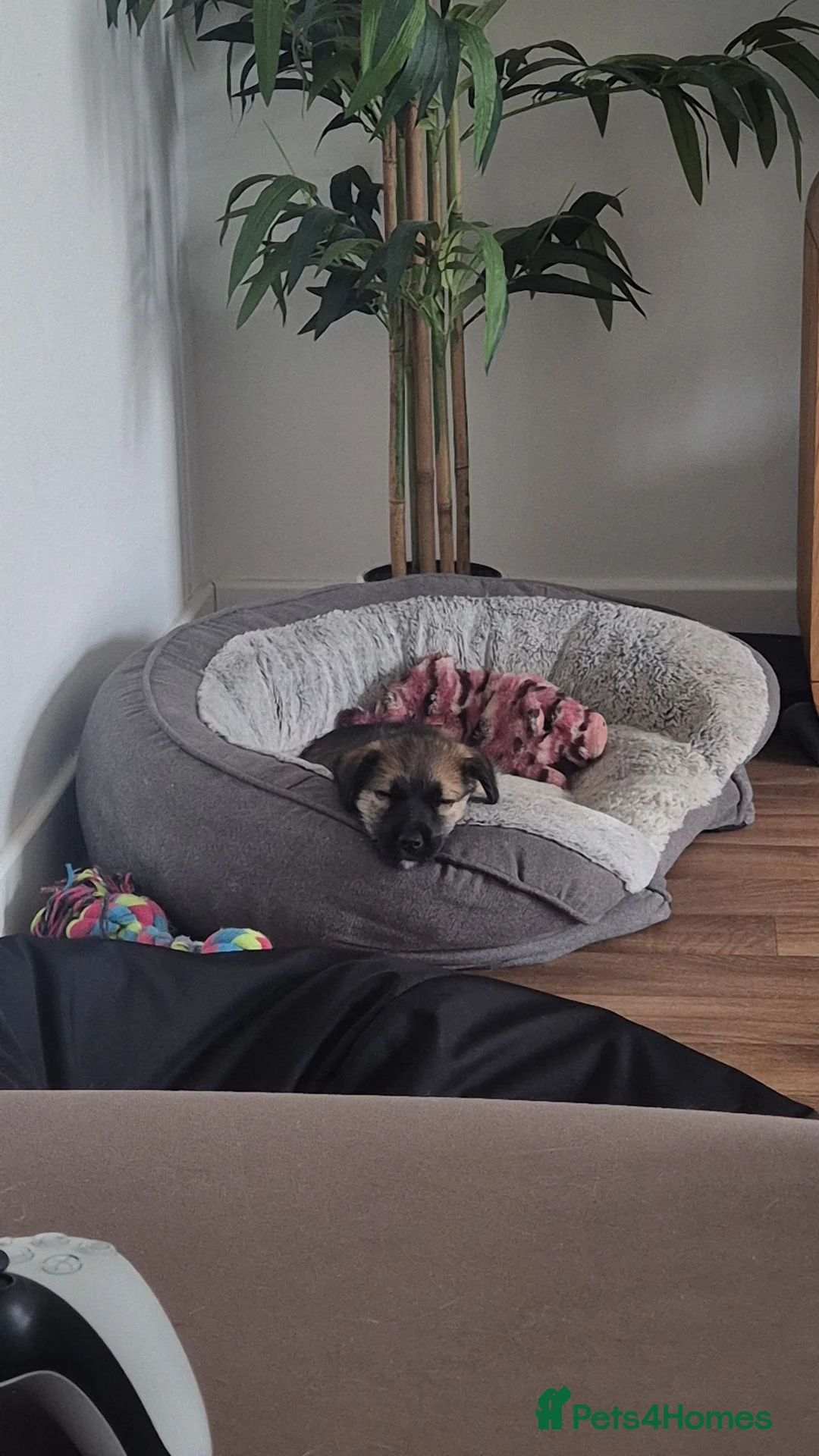 Mixed Breed dogs for sale: Heartbreaking Rehome in Aberdeen - Advert 1
