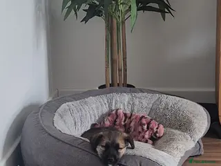 Mixed Breed dogs Heartbreaking Rehome - Advert 4