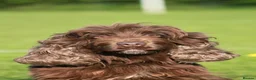 Cocker Spaniel dogs for sale: Loverly kc registered brown show cocker spaniel  in Doncaster - Advert 2