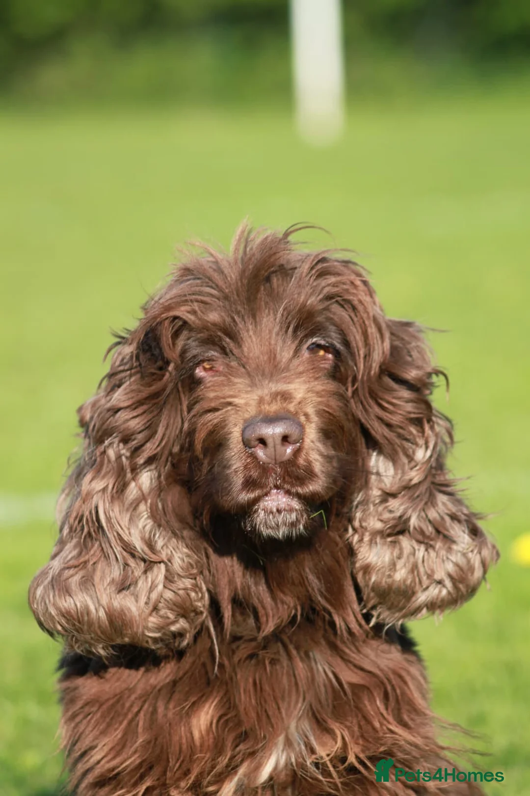 Cocker Spaniel dogs for sale: Loverly kc registered brown show cocker spaniel  in Doncaster - Advert 2