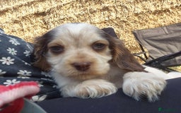 Cocker Spaniel dogs for sale: Beautiful Show Cocker Girl ready NOW  - Image 2