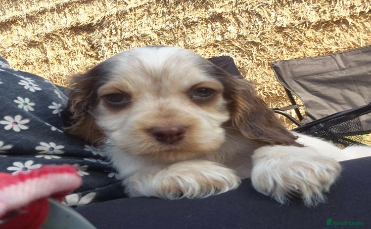 Cocker Spaniel dogs - Advert 15