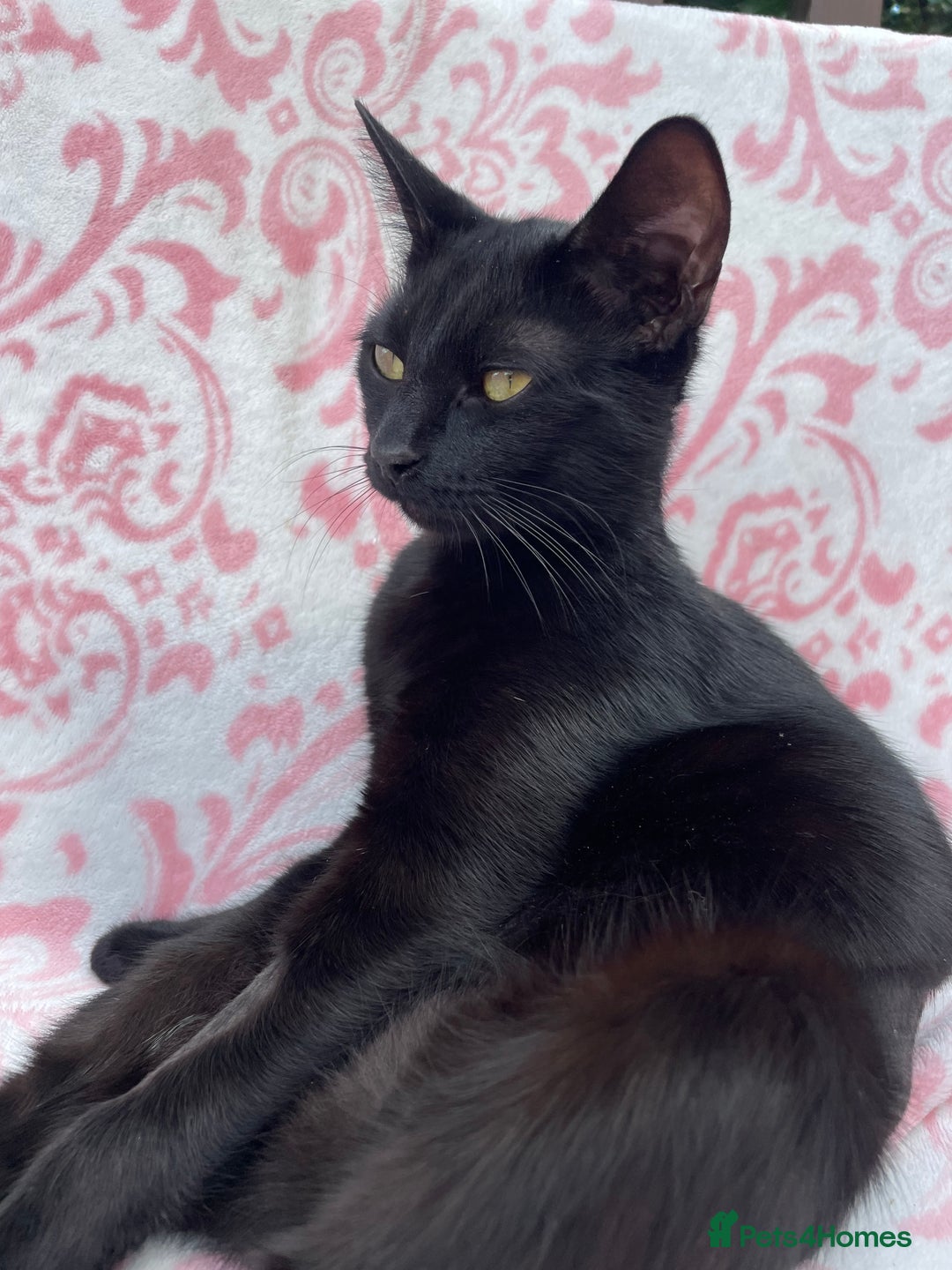 Domestic Shorthair cats for sale: 2 black cat sisters  - Image 6