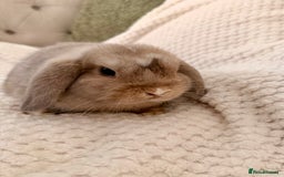 Mini Lop rabbits for sale: 3 x Beautiful Mini Lop Bunnies  - Image 3