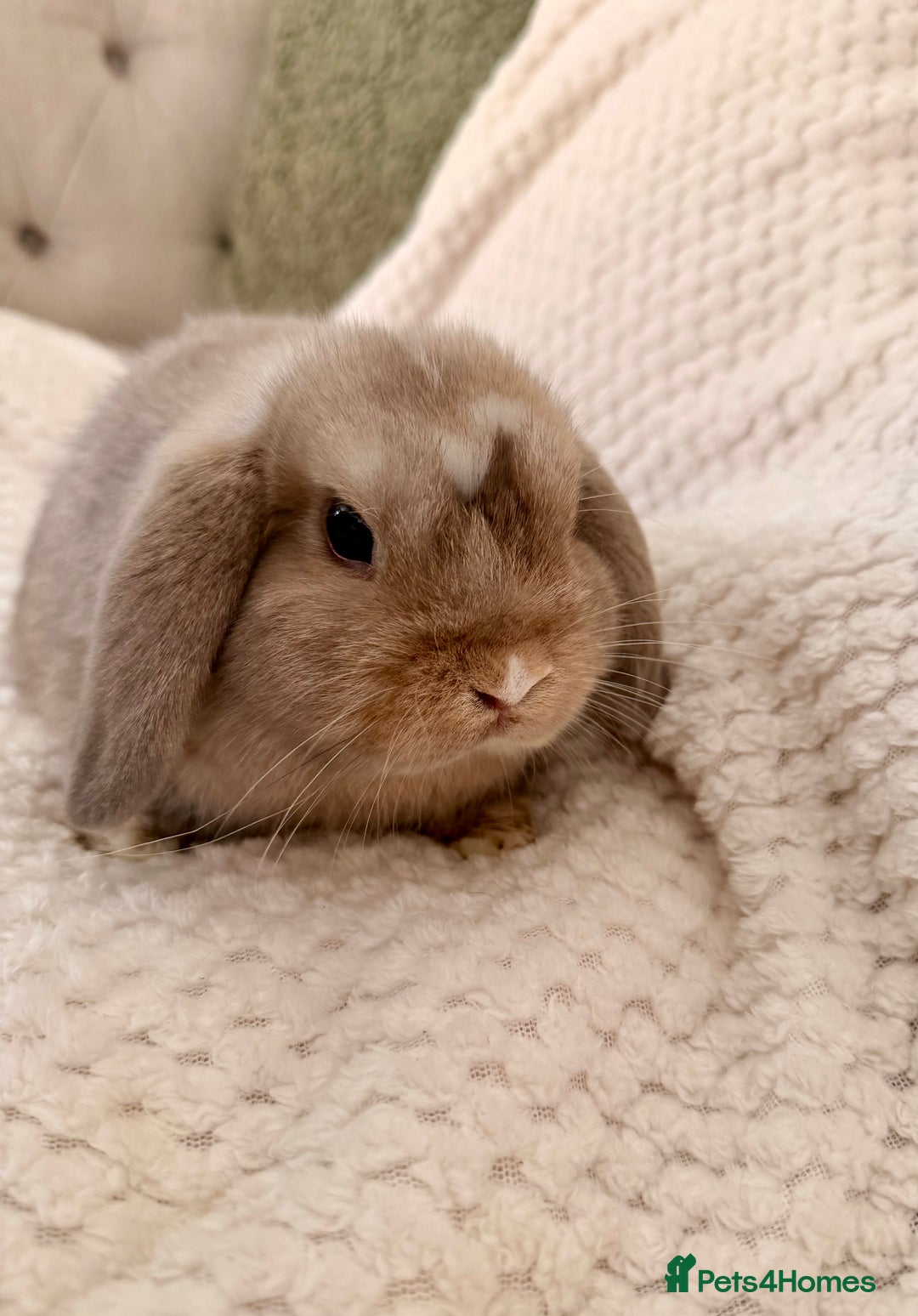 Mini Lop rabbits for sale: 3 x Beautiful Mini Lop Bunnies  - Image 3