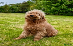 Irish Doodle dogs for sale: Irish Doodle Puppies - Fully Vaccinated- Ready Now - Image 5