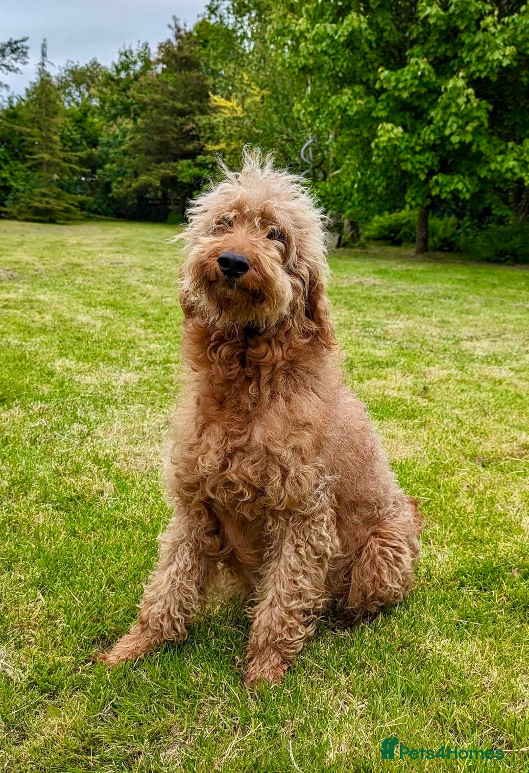 Irish Doodle dogs for sale: Irish Doodle Puppies - Fully Vaccinated- Ready Now - Image 5