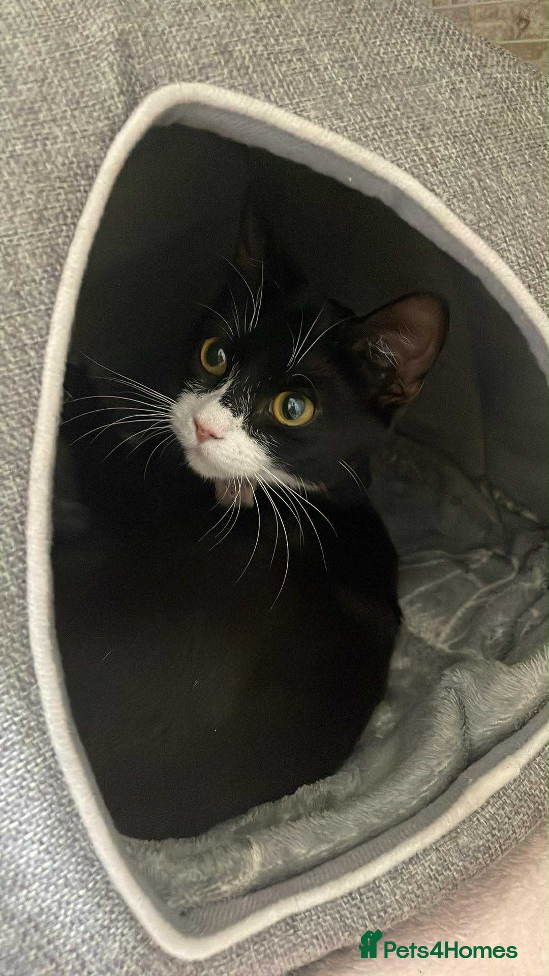Mixed Breed cats Young adult female tuxedo Cat for rehoming  - Advert 1