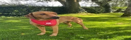 Labrador Retriever dogs for stud: Proven KC Fully Health Tested Fox Red Labrador in Carlisle - Advert 9