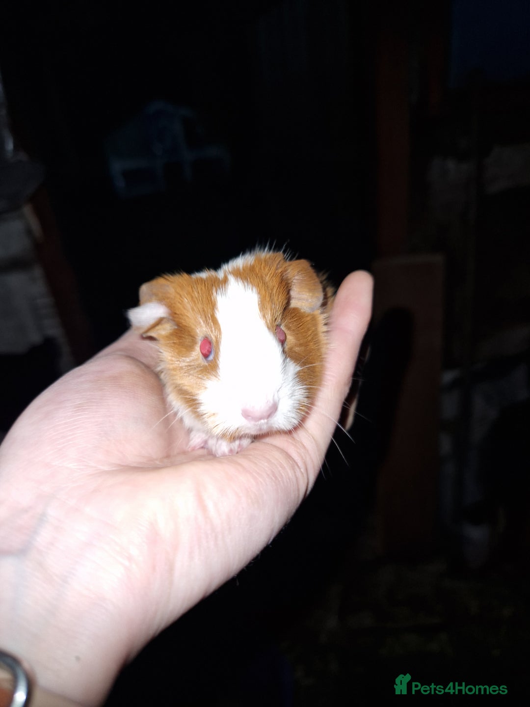 Guinea Pig rodents for sale: Two bond brothers ready on 11th feb 26 - Advert 18