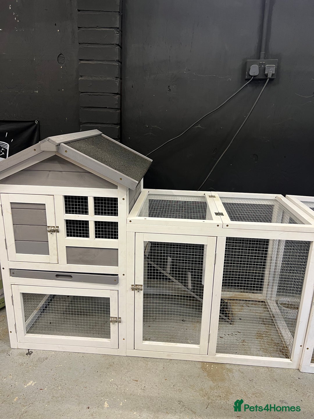 Mini Lop rabbits for sale: 2 Mini Lop + Large Hutch Ready for 5 star Family  - Image 5