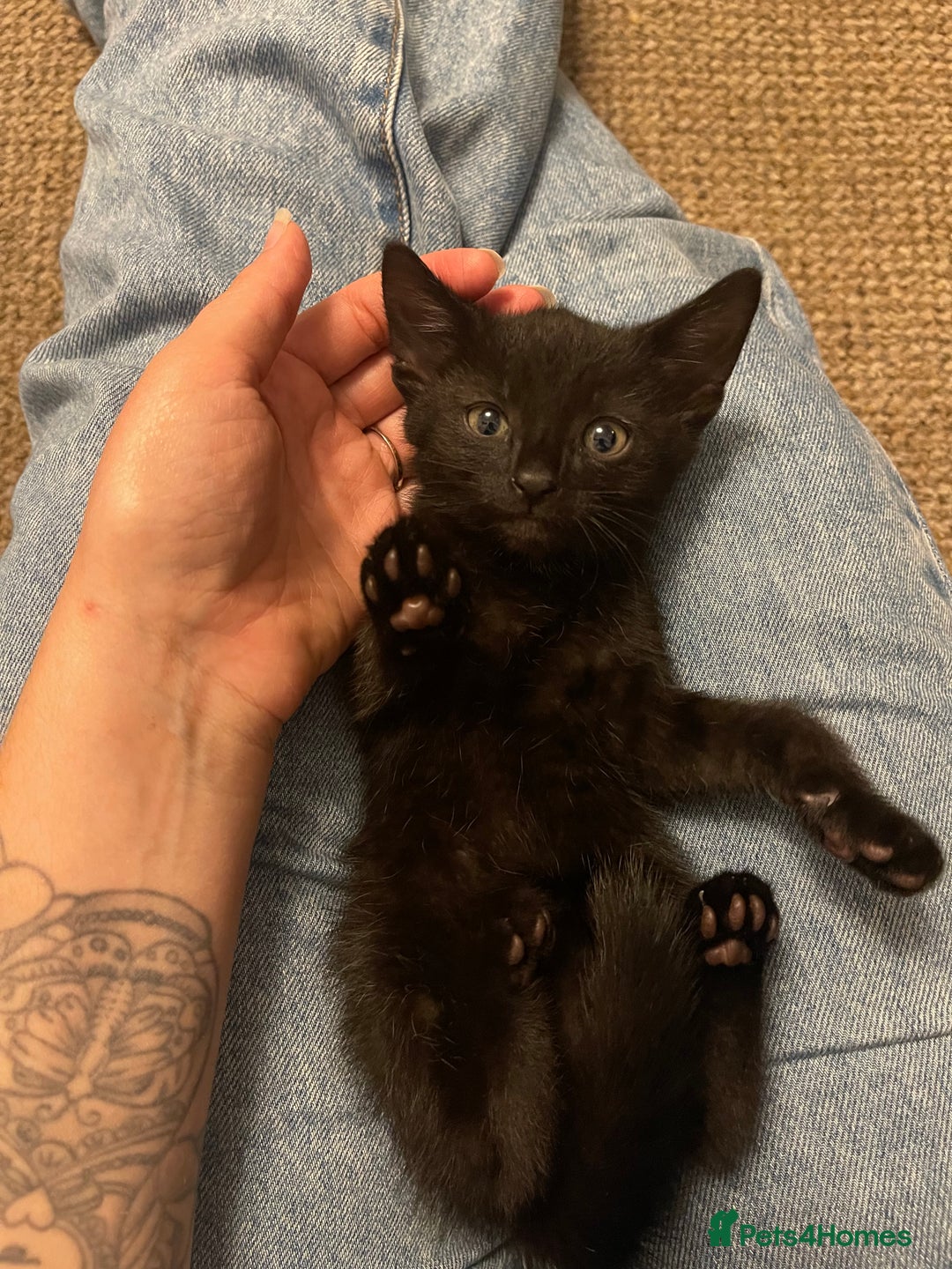 Bombay cats for sale: 2 black male kittens - Image 1