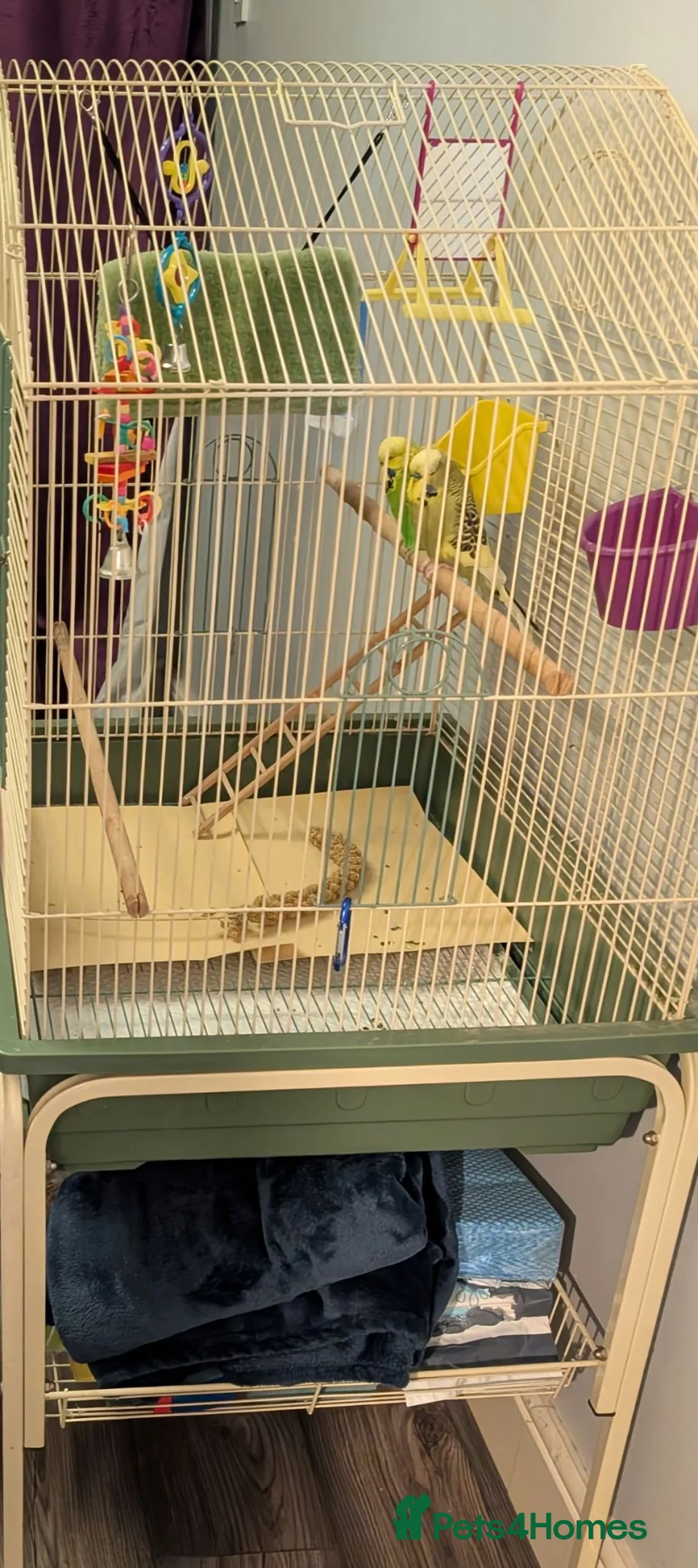 Budgerigars birds for sale: 2 lovely male budgies for sale with cage  in Wednesbury - Advert 5