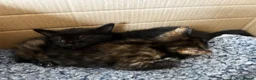 British Shorthair cats for sale: Three female kittens - Advert 16