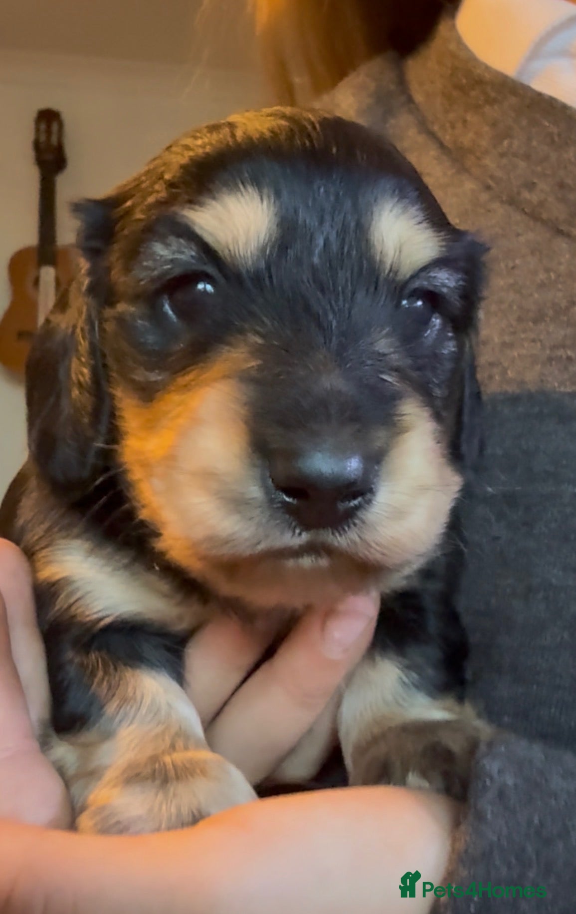 Miniature Dachshund dogs KC Reg PRA Clear Miniature Longhaired Dachshunds - Advert 19