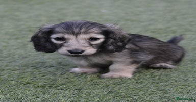 Miniature Dachshund dogs - Advert 7