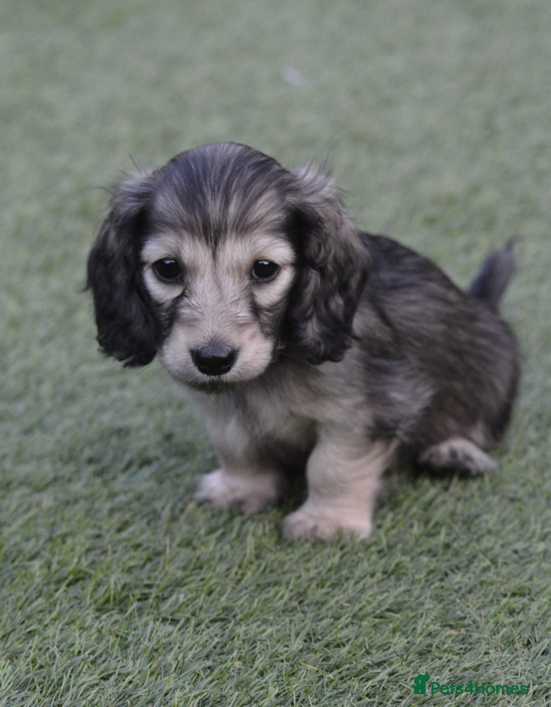 Miniature Dachshund dogs for sale: Reduced, mini L/H £1300 - Image 11