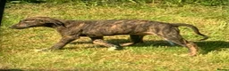 Lurcher dogs for sale: First cross saluki greyhounds  - Advert 9