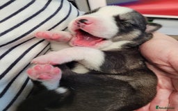 Siberian Husky dogs for sale: Siberian husky pups  - Advert 11
