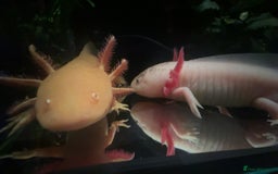 Axolotl reptiles for sale: 2 Beautiful Axolotl Boys Leucistic & Golden Albino - Image 1