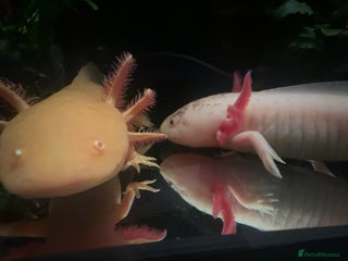Axolotl reptiles for sale - Advert 1