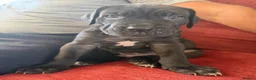 Cane Corso dogs for sale: Beautiful Cane Corso Puppies — 2 Boys, 2 Girls - Advert 4