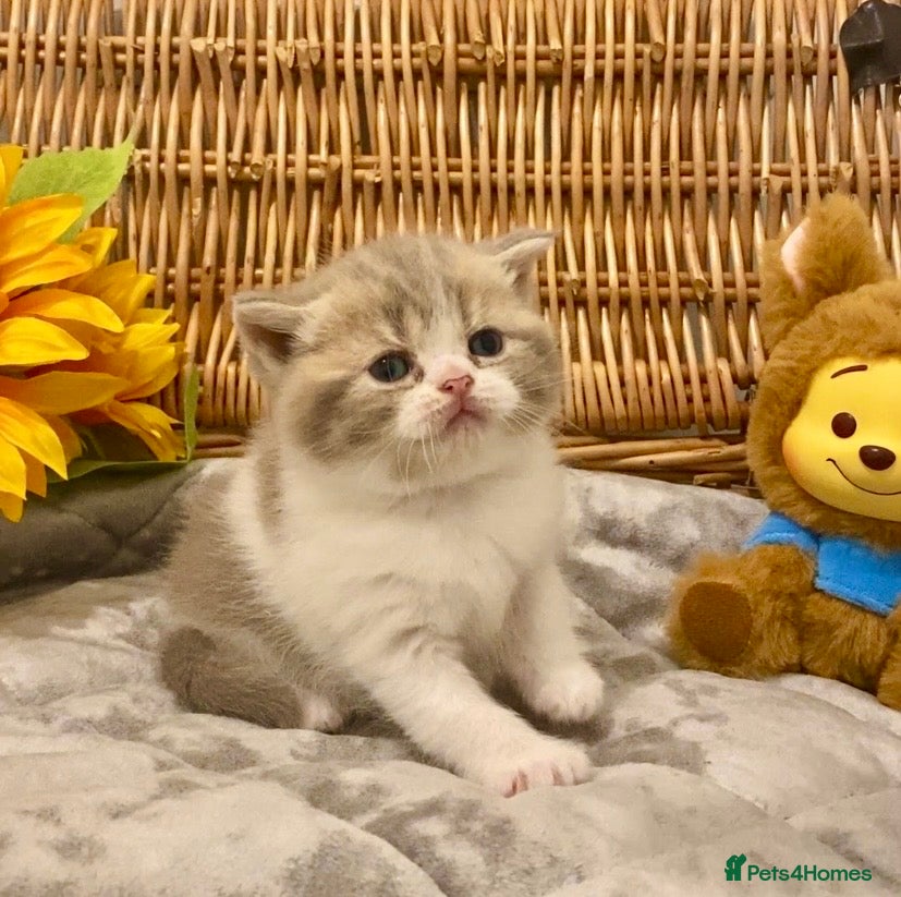 Scottish Fold cats 🧸EXTREMELY RARE TICA FAWN SCOTTISH/BSH 😻🧸 - Advert 15