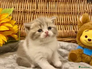 Scottish Fold cats 🧸EXTREMELY RARE TICA FAWN SCOTTISH/BSH 😻🧸 - Advert 15