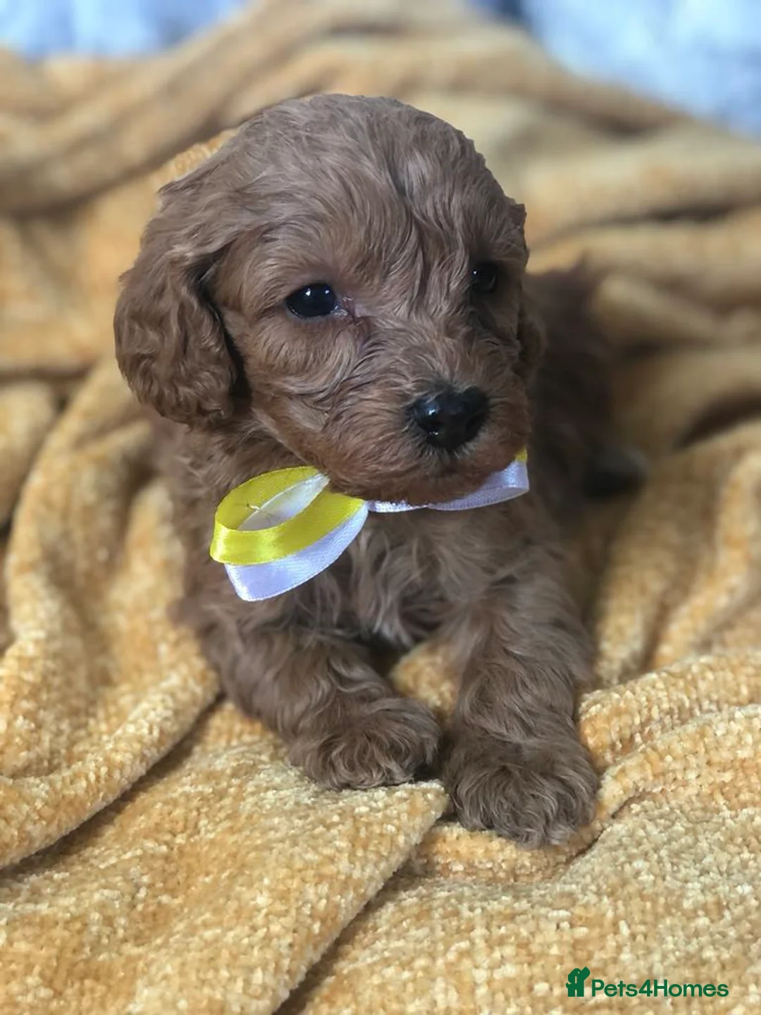 Miniature Poodle dogs for stud: Teddy boy kc registered poodle  in Carlisle - Advert 6