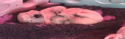 Golden Retriever dogs for sale: Exceptional  health tested male Golden Retriever - Advert 3