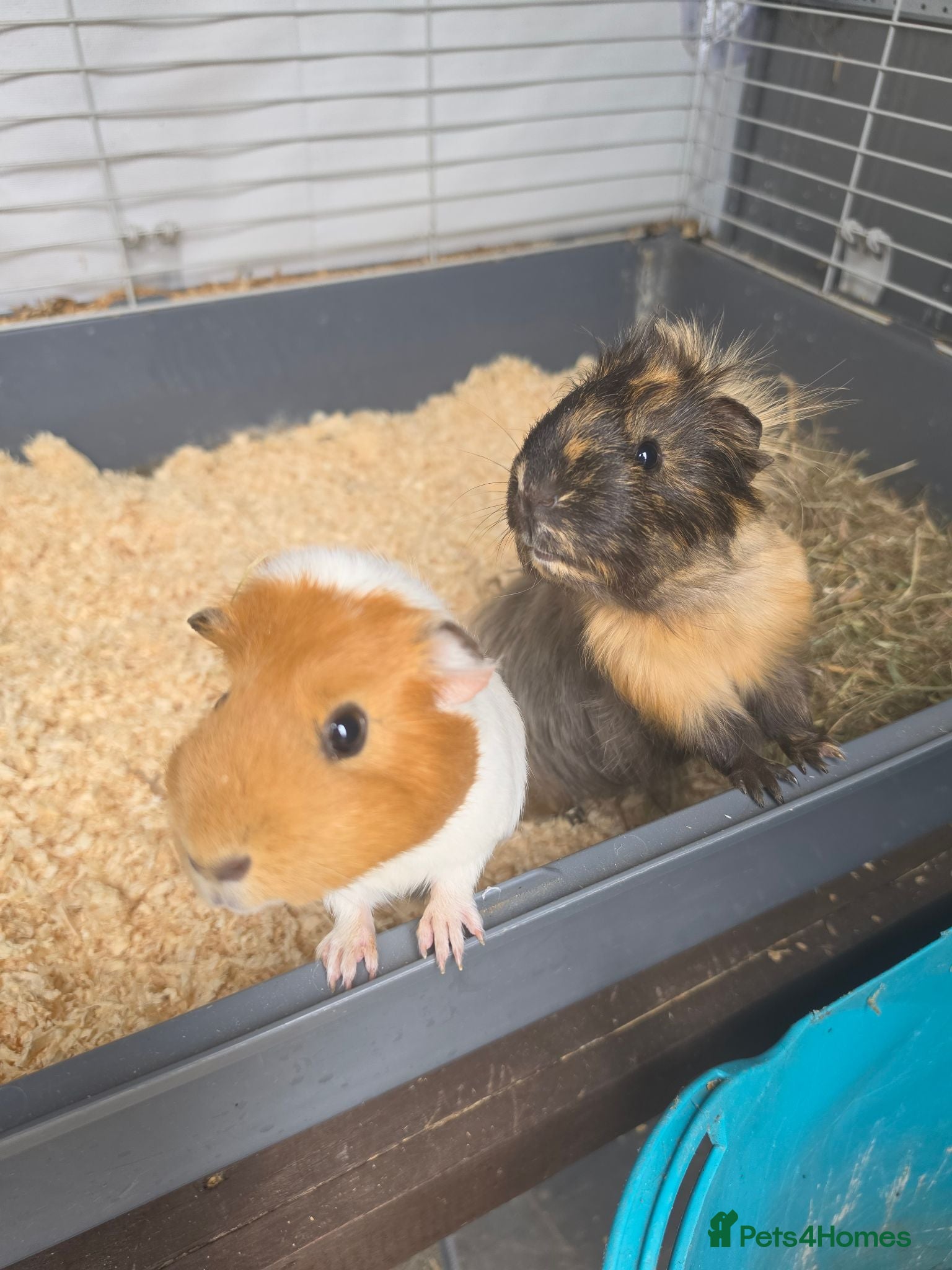 Guinea Pig rodents 2 female guinea pigs - Advert 4