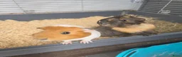 Guinea Pig rodents for sale: 2 female guinea pigs in York - Advert 1