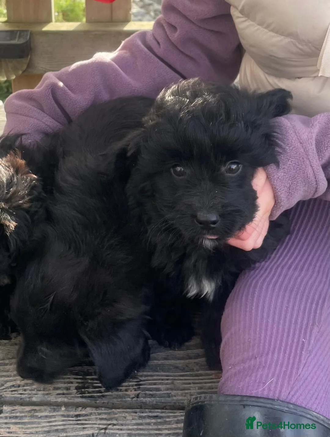 Mixed Breed dogs for sale: Corgipoo 🐾🐶 - Advert 6