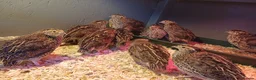 Quail poultry for sale: Coturnix quail for sale  in Truro - Advert 2