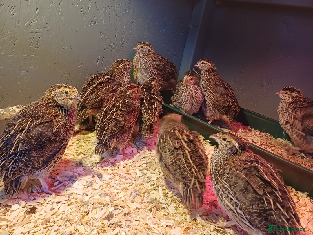 Quail poultry for sale: Coturnix quail for sale  in Truro - Advert 2