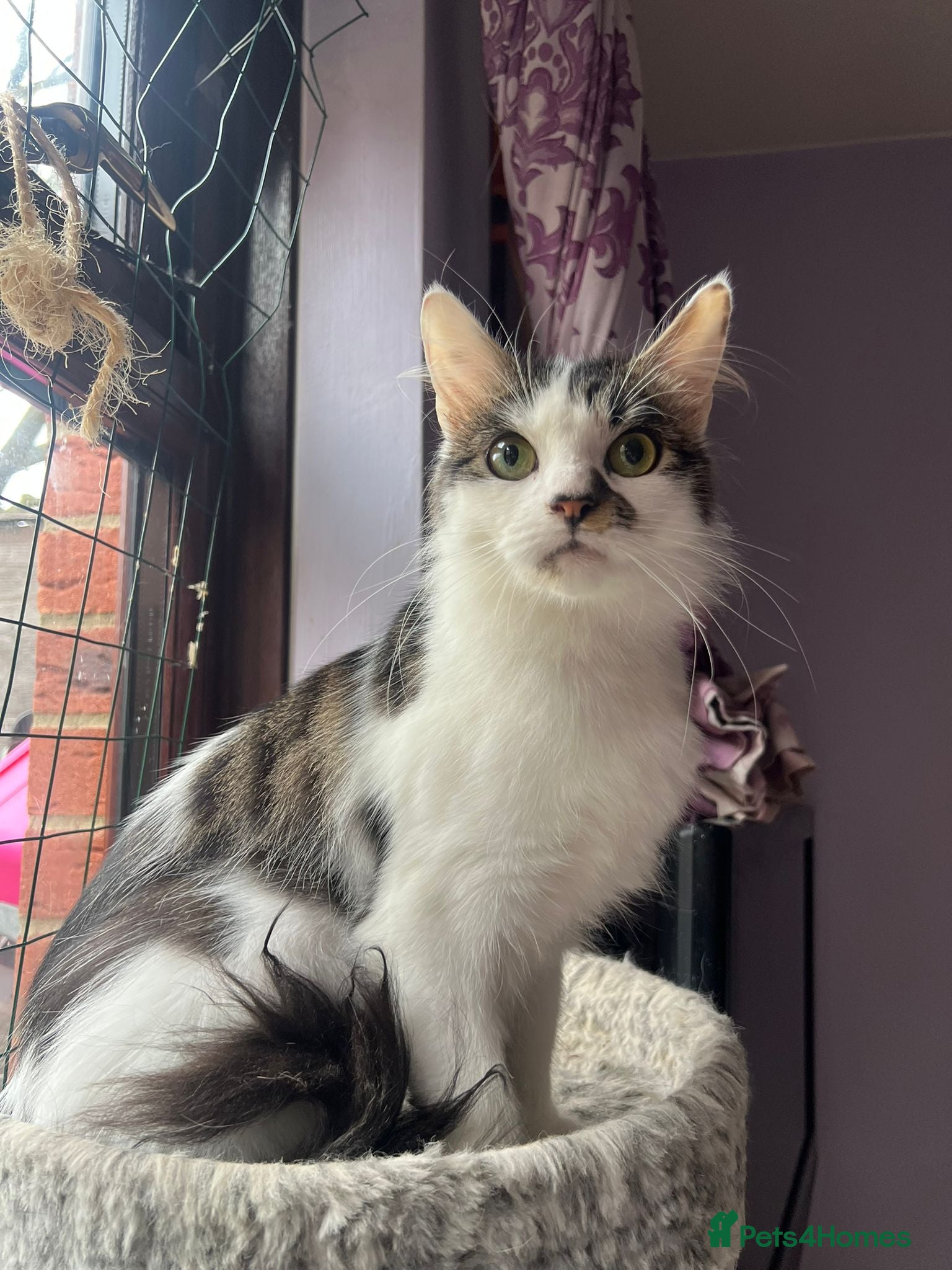 Mixed Breed cats Rescue cat needs new home asap - Advert 10