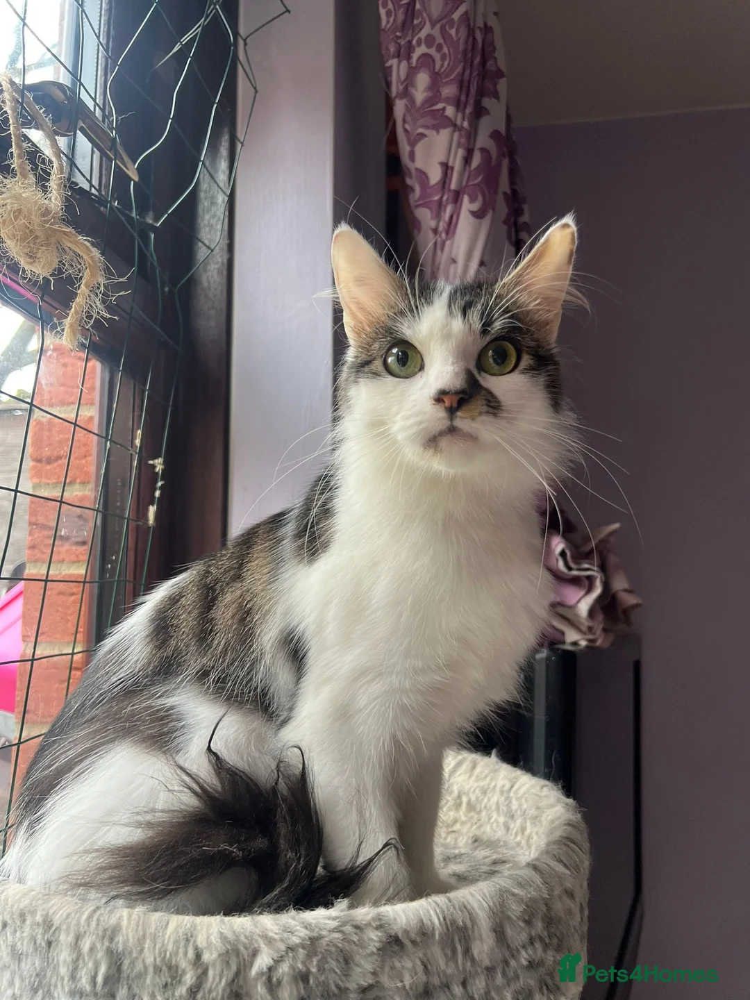 Mixed Breed cats for adoption: Rescue cat needs new home asap in Hook - Advert 1